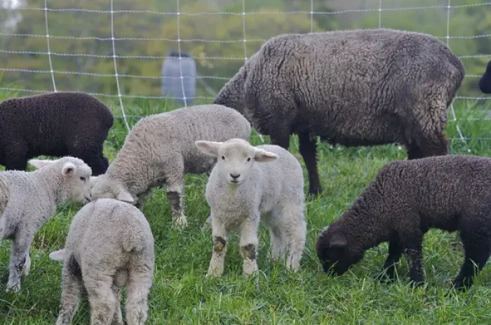 Framed Print : North America, United States, Massachusetts, Shelburne. A lamb looks at the photographer Framed Print : North America, United States, Massachusetts, Shelburne. A lamb looks at the photographer