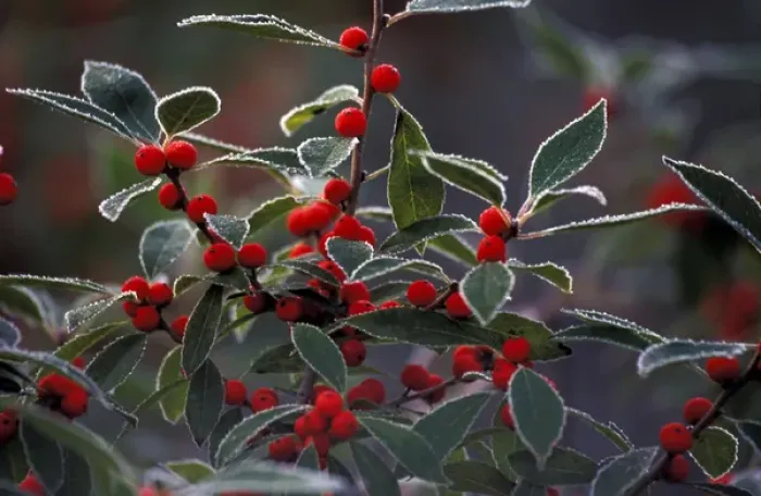 Framed Print : North America, United States, New England. Holly berries with frost