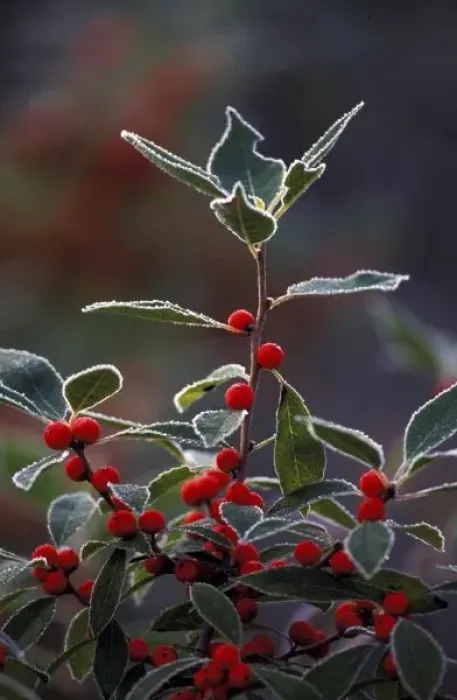Framed Print : North America, United States, New England. Holly berries with frost Framed Print : North America, United States, New England. Holly berries with frost
