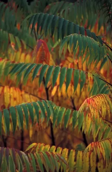 Framed Print : North America, United States, New England. The Sumac in the Fall