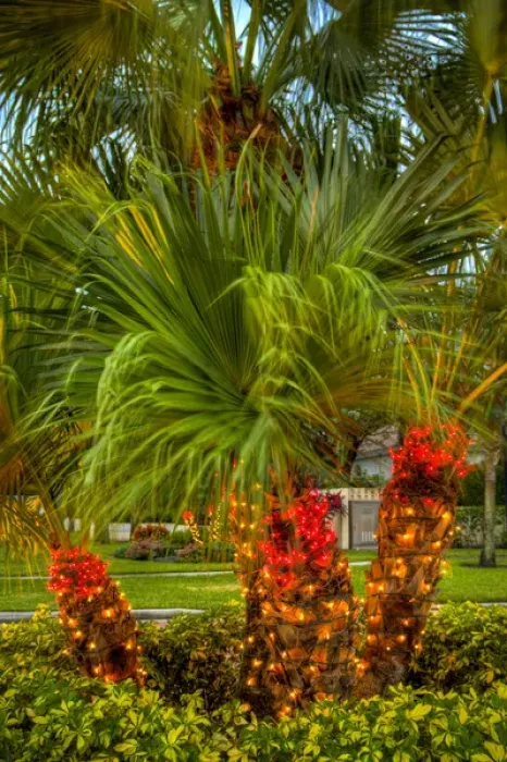 Framed Print : North America, United States, Southeast, East, Florida, Xmas, Christmas, lighting Framed Print : North America, United States, Southeast, East, Florida, Xmas, Christmas, lighting
