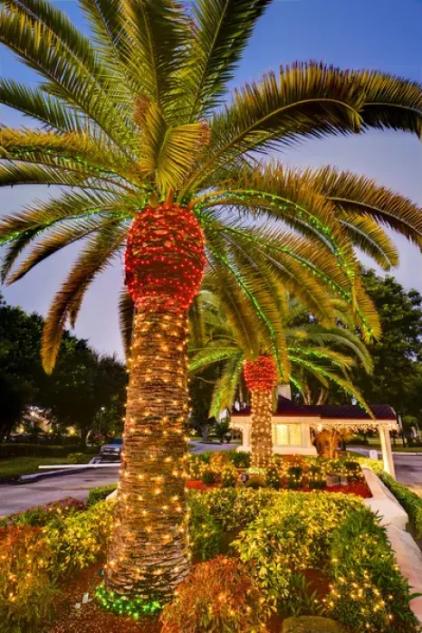 Framed Print : North America, United States, Southeast, East, Florida, Xmas, Christmas, lighting