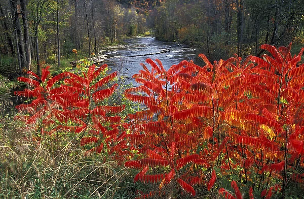 North America, United States, Vermont, Turnbridge. White River with colorful Sumacs