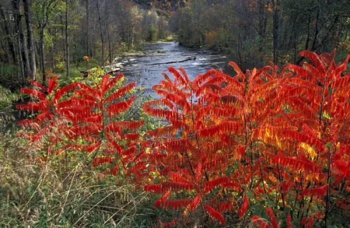 Framed Print : North America, United States, Vermont, Turnbridge. White River with colorful Sumacs Framed Print : North America, United States, Vermont, Turnbridge. White River with colorful Sumacs