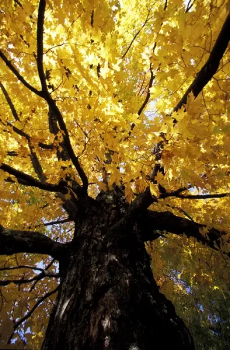 Framed Print : North America, United States, Vermont. Fall maple trees