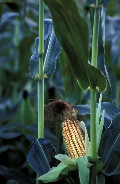 North America, United States, Vermont, Woodstock. Corn cob stalk