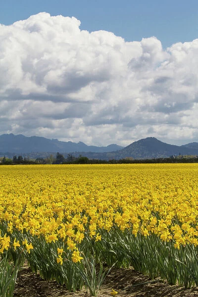 North America, United States, Washington, Mount Vernon, daffodil fields bloom at