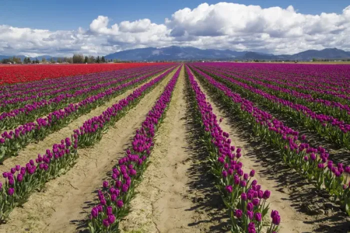 Framed Print : North America, United States, Washington, Mount Vernon, tulip fields bloom Framed Print : North America, United States, Washington, Mount Vernon, tulip fields bloom