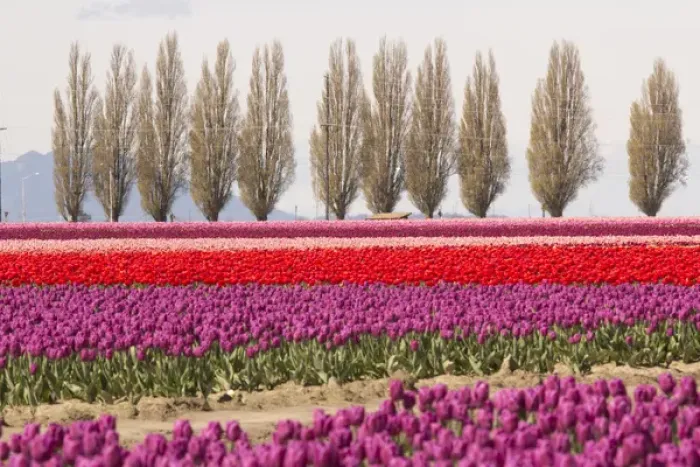 Framed Print : North America, United States, Washington, Mount Vernon, tulip fields bloom Framed Print : North America, United States, Washington, Mount Vernon, tulip fields bloom