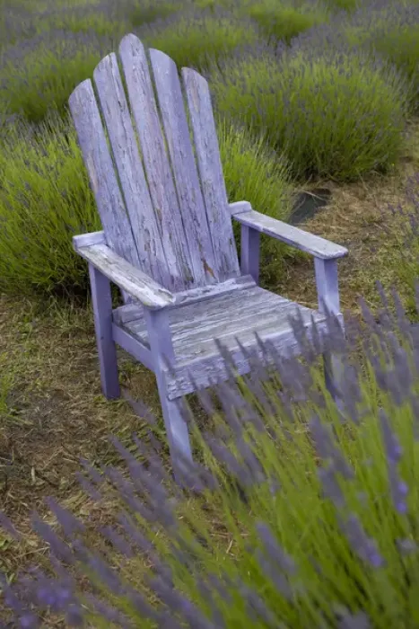 Framed Print : North America, United States, Washington, Sequim, old purple adirondack chair Framed Print : North America, United States, Washington, Sequim, old purple adirondack chair