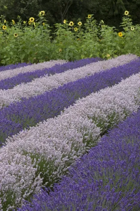Framed Print : North America, United States, Washington, Sequim, rows of different shades of lavender Framed Print : North America, United States, Washington, Sequim, rows of different shades of lavender