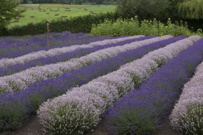 Framed Print : North America, United States, Washington, Sequim, rows of different shades of lavender Framed Print : North America, United States, Washington, Sequim, rows of different shades of lavender