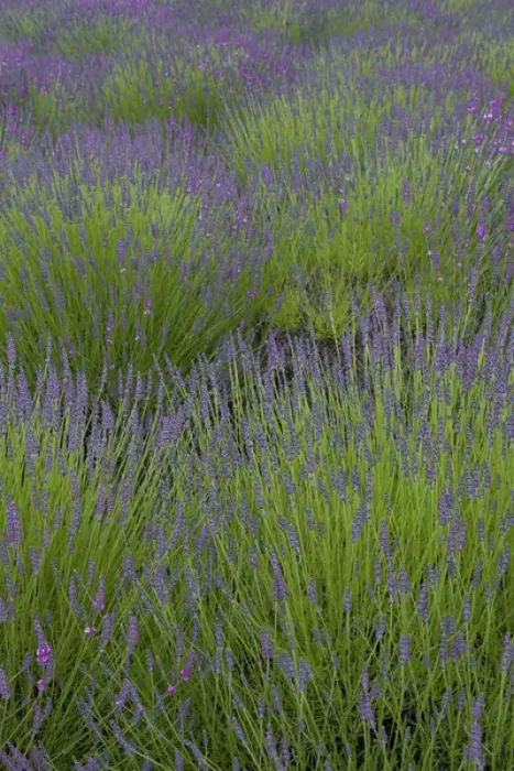 Framed Print : North America, United States, Washington, Sequim, rows of lavender in field at Lavender Festival Framed Print : North America, United States, Washington, Sequim, rows of lavender in field at Lavender Festival