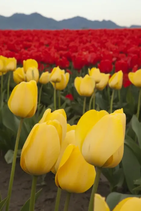 Framed Print : North America, United States, Washington, Mount Vernon, tulips in bloom at annual Framed Print : North America, United States, Washington, Mount Vernon, tulips in bloom at annual