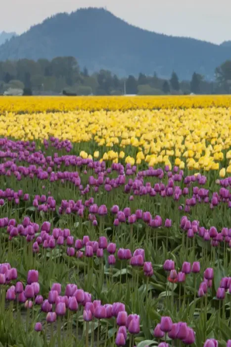 Framed Print : North America, United States, Washington, Mount Vernon, tulips in bloom at annual Framed Print : North America, United States, Washington, Mount Vernon, tulips in bloom at annual