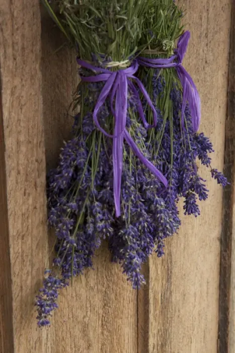Framed Print : North America, United States, Washington, Sequim, bunches of lavender drying shed Framed Print : North America, United States, Washington, Sequim, bunches of lavender drying shed