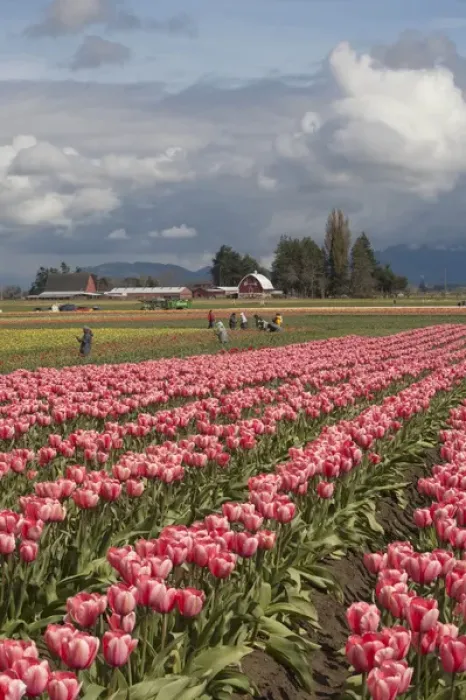 Framed Print : North America, United States, Washington, Mount Vernon, tulip fields in bloom Framed Print : North America, United States, Washington, Mount Vernon, tulip fields in bloom