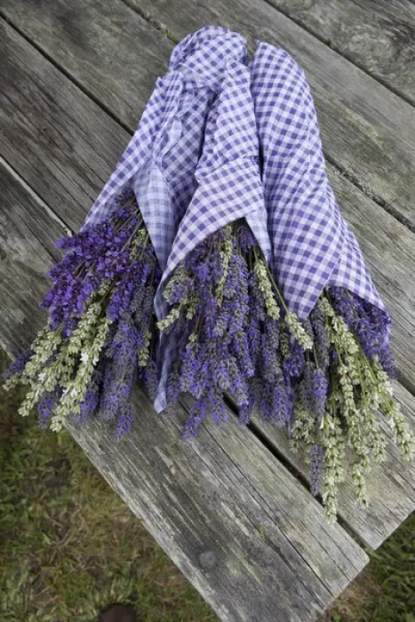 Framed Print : North America, United States, Washington, Sequim, wrapped bouquets of dried lavender Framed Print : North America, United States, Washington, Sequim, wrapped bouquets of dried lavender