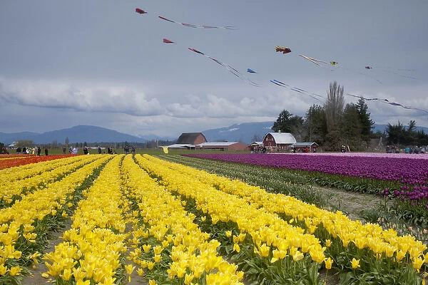 North America, United States, Washington, Mount Vernon, tulip fields in bloom at