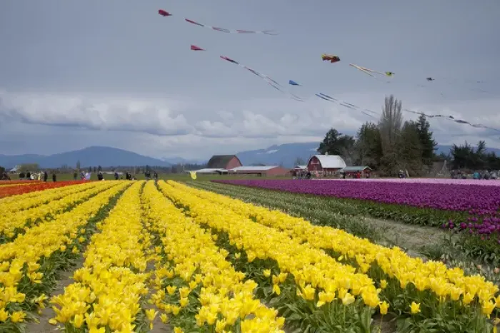 Framed Print : North America, United States, Washington, Mount Vernon, tulip fields in bloom Framed Print : North America, United States, Washington, Mount Vernon, tulip fields in bloom