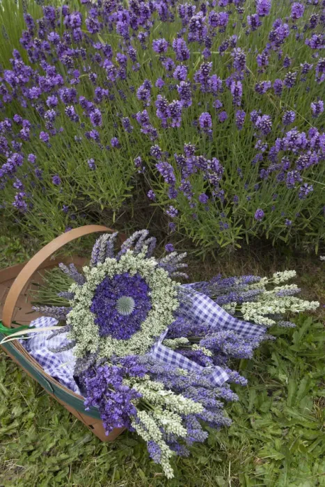 Framed Print : North America, United States, Washington, Sequim, basket of bouquets of dried lavender