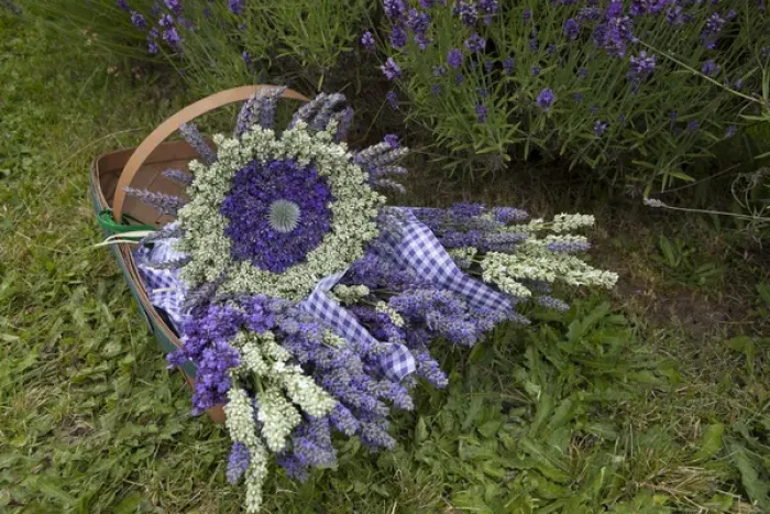 Framed Print : North America, United States, Washington, Sequim, basket of bouquets of dried lavender Framed Print : North America, United States, Washington, Sequim, basket of bouquets of dried lavender