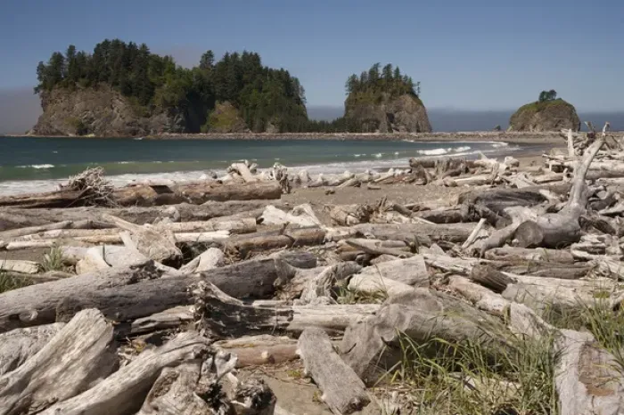 Framed Print : North America, United States, Washington, La Push, driftwood on First Beach with