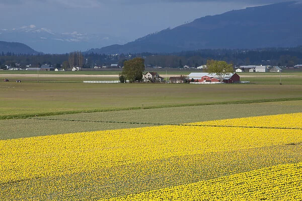 North America, United States, Washington, Mount Vernon, daffodil fields in bloom
