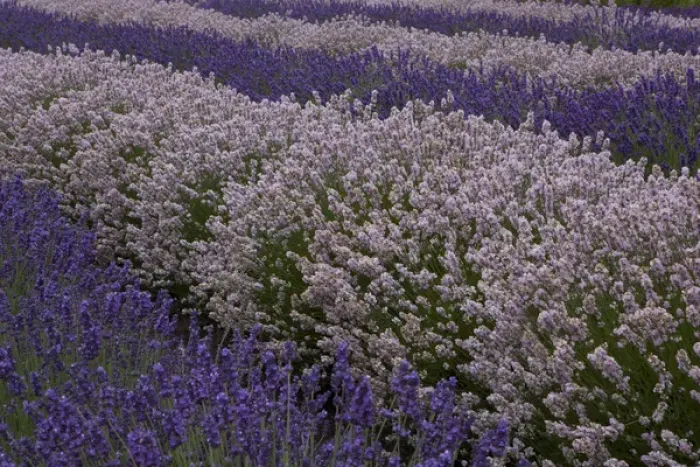Framed Print : North America, United States, Washington, Sequim, rows of different shades of lavender Framed Print : North America, United States, Washington, Sequim, rows of different shades of lavender