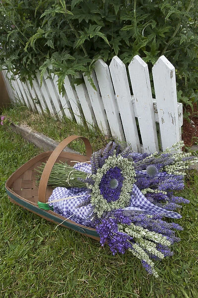 North America, United States, Washington, Sequim, garden and basket of bouquets of