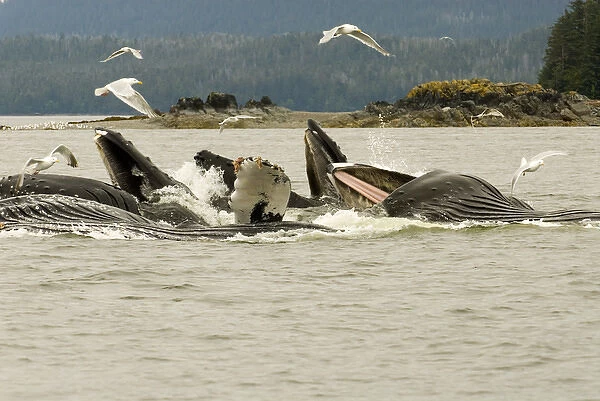 North America, USA, AK, Inside Passage. Humpback Whale cooperative bubble net feeding