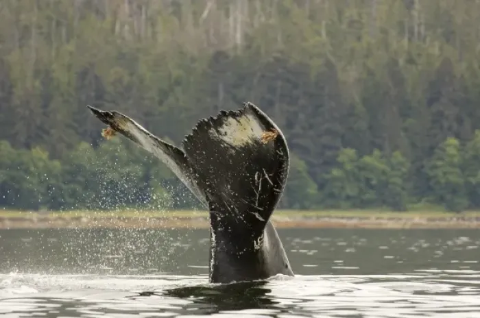 Framed Print : North America, USA, AK, Inside Passage. Humpback Whale (Megaptera novaeangliae). Pattern