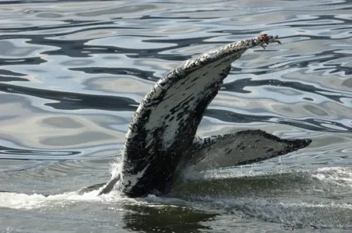Framed Print : North America, USA, AK, Inside Passage. Humpback Whale (Megaptera novaeangliae) fluke pattern