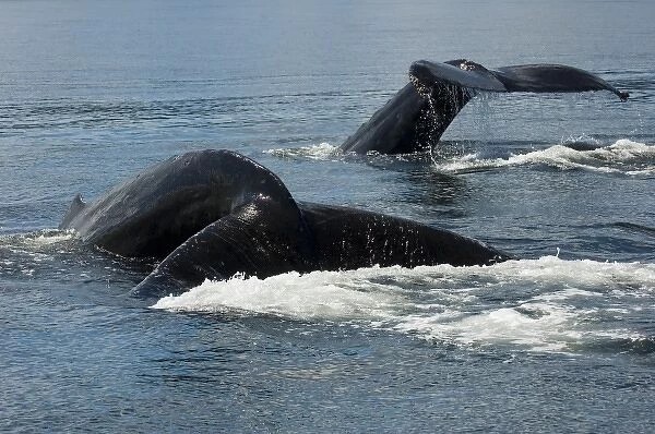 North America, USA, AK, Inside Passage. Humpback Whales (Megaptera novaeangliae)