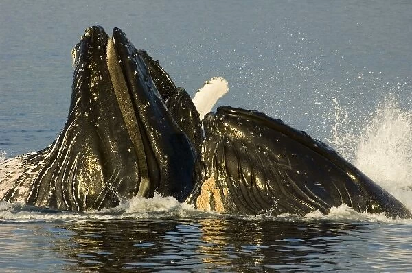 North America, USA, AK, Inside Passage. Humpback Whales (Megaptera novaeangliae)