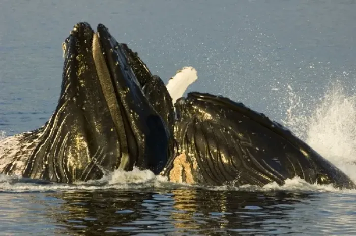Framed Print : North America, USA, AK, Inside Passage. Humpback Whales (Megaptera novaeangliae)