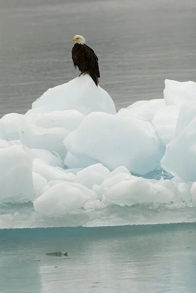 North America, USA, AK, Inside Passage. Bald Eagle perches on ice floe