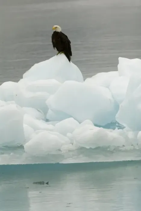Framed Print : North America, USA, AK, Inside Passage. Bald Eagle perches on ice floe