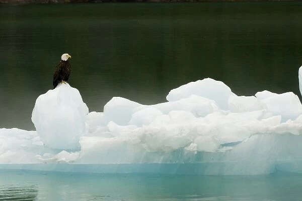 North America, USA, AK, Inside Passage. Bald Eagle perches on ice floe