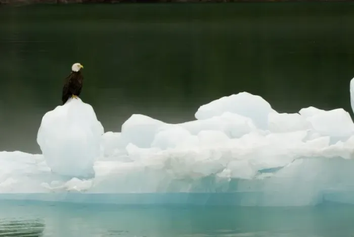 Framed Print : North America, USA, AK, Inside Passage. Bald Eagle perches on ice floe