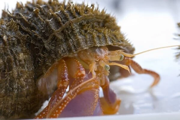 North America, USA, AK, Inside Passage. Alaskan Hermit Crab (Pagurus ochotensis)
