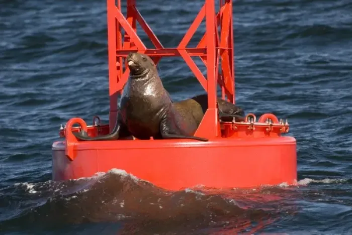 Framed Print : North America, USA, AK, Inside Passage. Stellar Sea Lion humorous pose on channel
