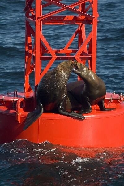 North America, USA, AK, Inside Passage. Stellar Sea Lions playful on channel marker buoy