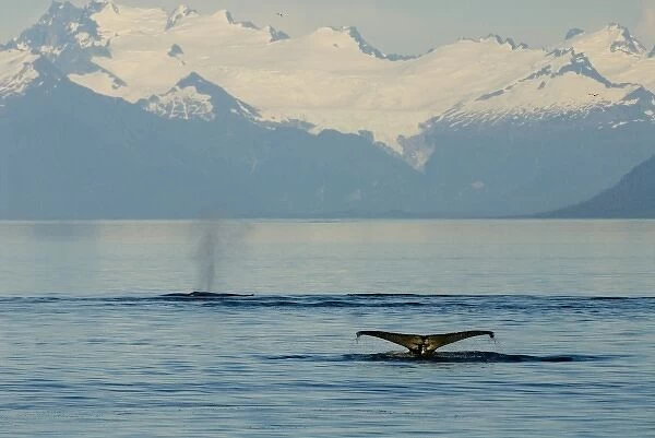 North America, USA, AK, Inside Passage. Humpback Whales flukes and blow with Coastal