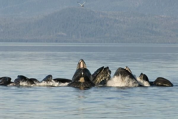 North America, USA, AK, Inside Passage. Humpback Whale pod cooperative bubble net feeding