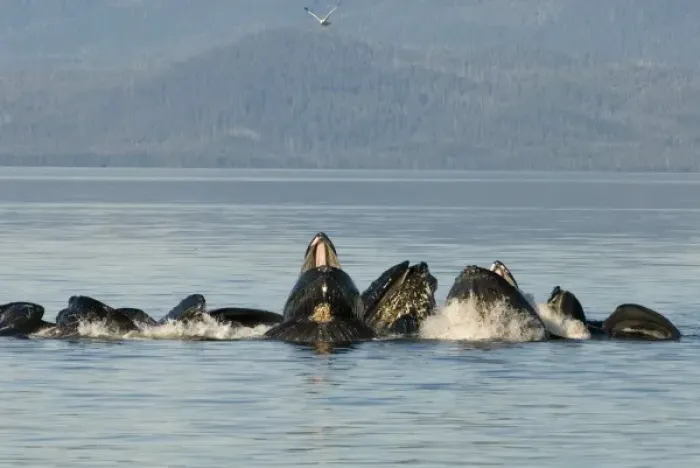 Framed Print : North America, USA, AK, Inside Passage. Humpback Whale pod cooperative bubble net feeding