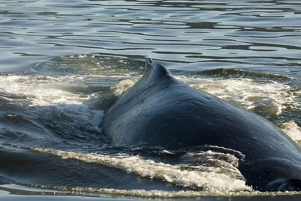 North America; USA; AK; Inside Passage. Humpback Whale (Megaptera novaeangliae) broad back