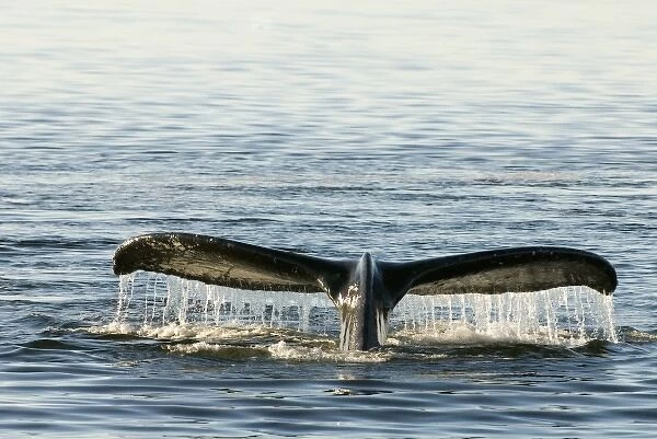 North America, USA, AK, Inside Passage. Humpback Whale in dive. Fluke markings