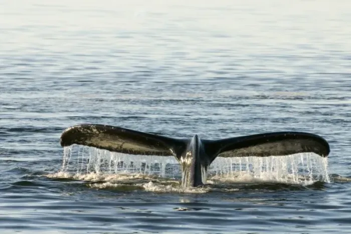 Framed Print : North America, USA, AK, Inside Passage. Humpback Whale in dive. Fluke markings