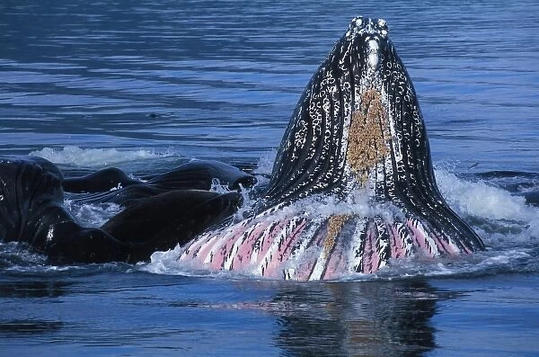 North America, USA, AK, Inside Passage. Humpback Whales cooperative bubble net feeding